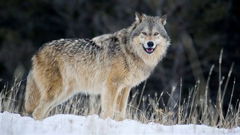 Gray Wolves Are Relisted In Endangered Species Act Cnn