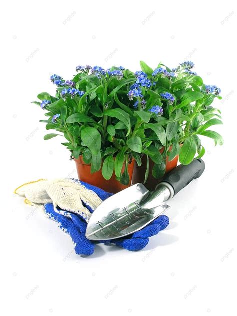 Forget Me Not Seedling Hobby Delicate Plant Photo Background And