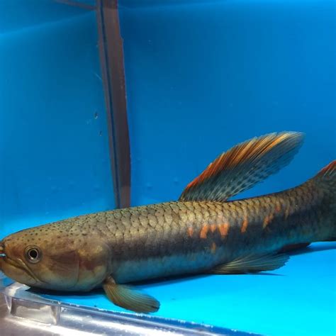 Red Spot Wolf Fish For Sale Exotic Fish Shop 774 400 4598