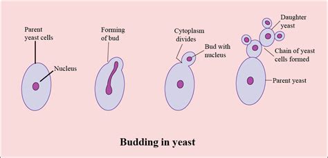 In The Figure Of Budding In Yeast Structures A B C And D Should Be Labeled Respectively As N