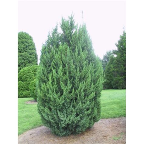 Juniperus Chinensis Pyramidalis For Sale Online Plants Australia