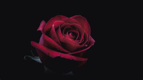 Aesthetic Black Rose Wallpaper Hd Insight From Leticia