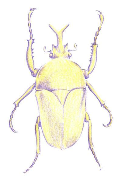 How To Draw A Beetle With Color Pencils