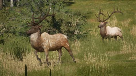 Piebald Rocky Mountain Elk Rthehunter