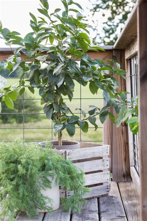 Potted Lime Tree Indoors Creative Cain Cabin