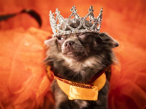 In Pictures Dogs Wear Crowns Tiaras And Dresses For Furbabies Dog