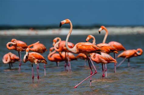 Save The Flamingo Floridas Iconic — And Native — Bird Editorial