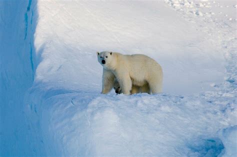 Female Polar Bear And Five Month Old Cub License Image 70342353