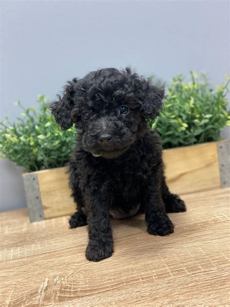 toy poodle luxury puppies