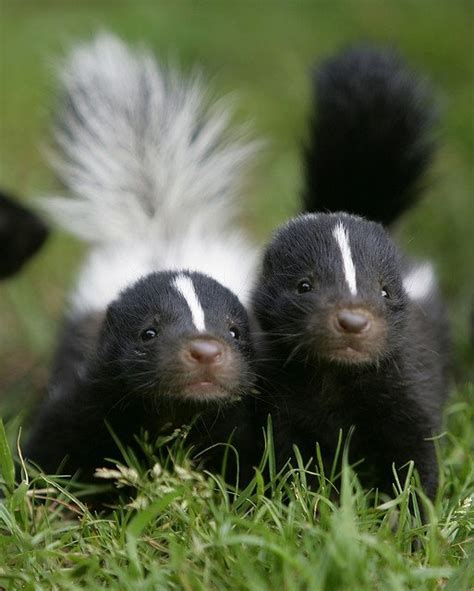 A Baby Skunk Is Called A Kit You N Me Pinterest