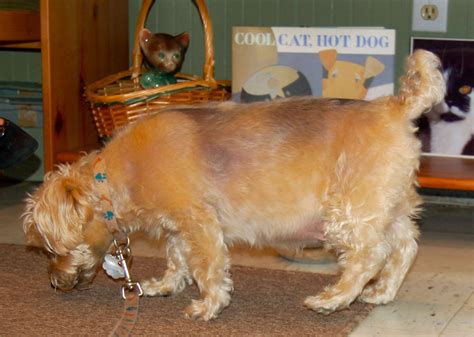 Pin On Dogs With Cushings Syndrome