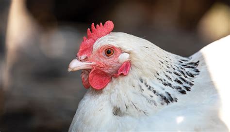 Lets Talk About Chicken Sex Reversal Hobby Farms