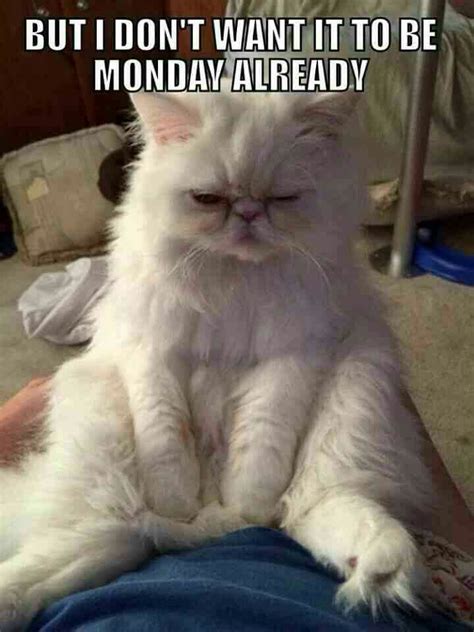 Monday Funny Animals Funny Animal Memes Funny Animal Pictures