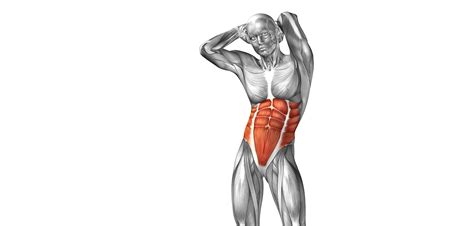 Abdominal Muscles Golf Loopy Play Your Golf Like A Champion