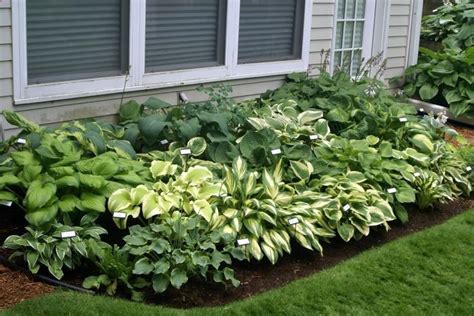 Hostas Northern Facing Flower Bed With Strong Morning Sun Afternoon