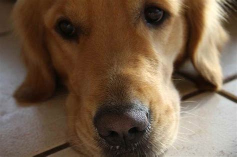 Loving home for golden retrievers. Golden Retriever Adoption Maryland | PETSIDI