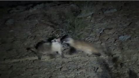 Couple Wake Up To Badgers Fighting Texas Video Shows The Sacramento Bee