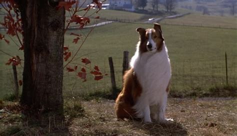 El Regreso De Lassie 1994 El Séptimo Arte Tu Web De Cine