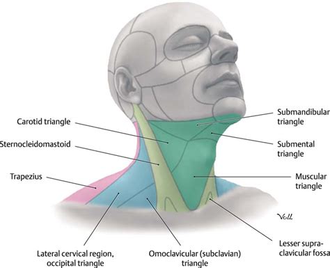 Lateral View Of Superficial Structures Of The Neck Anatomy Images And