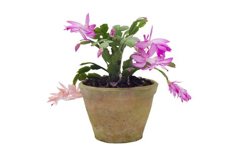 Why cactus needs special soil. Christmas Cactus Repotting - When And How To Repot A ...