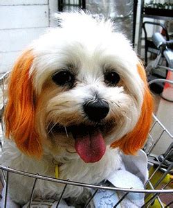 Your local dog groomer is as close as your neighborhood petsmart! Pet Grooming Designs for Fashion Stylish Dogs and Cats