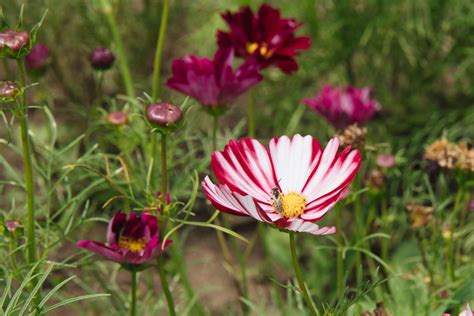 Cosmos: Plant Care & Growing Guide