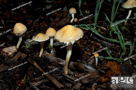 Stropharia Ambigua Mushrooms Under A Pine Tree On A Hill Stock Photo