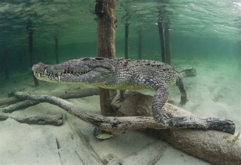 Crocodile Diving Off Banco Chinchorro Three Day Report — Sdm Diving
