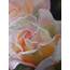 Rose Pastel Painting By Kathdunneartworkscom  Flower Art