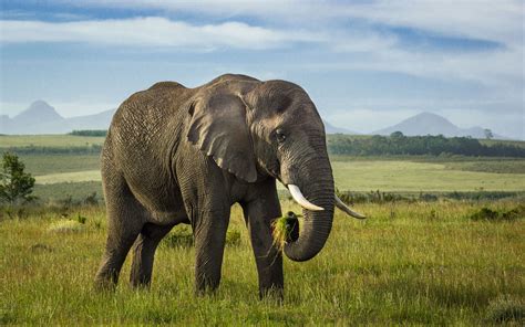 Download Wallpaper 3840x2400 Elephant Tusks Animal Wildlife Grass