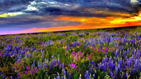 Lupine Great Sunsets Meadow Flowers Wallpapers 1920x1080