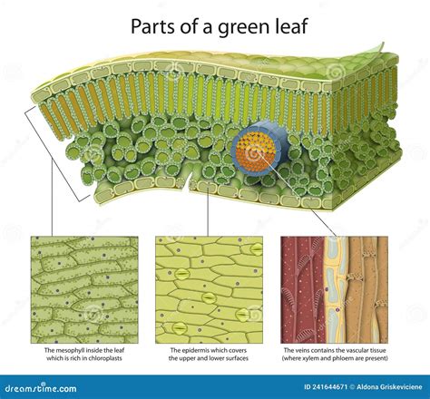 Cellular Structure Of Leaf Internal Leaf Structure A Leaf Is Made Of