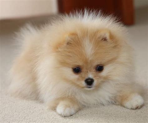 Pin By Asia Dunn On I Love Love Love Poms Pomeranian Puppy