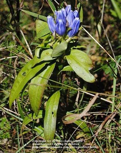 Photo Of The Entire Plant Of Closed Gentian Gentiana Andrewsii Posted