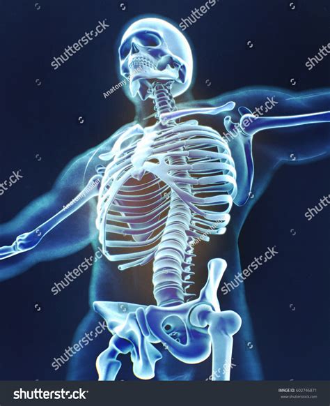 Human Skeleton Anatomy Torso Skeletal Structure ภาพประกอบสต็อก 602746871