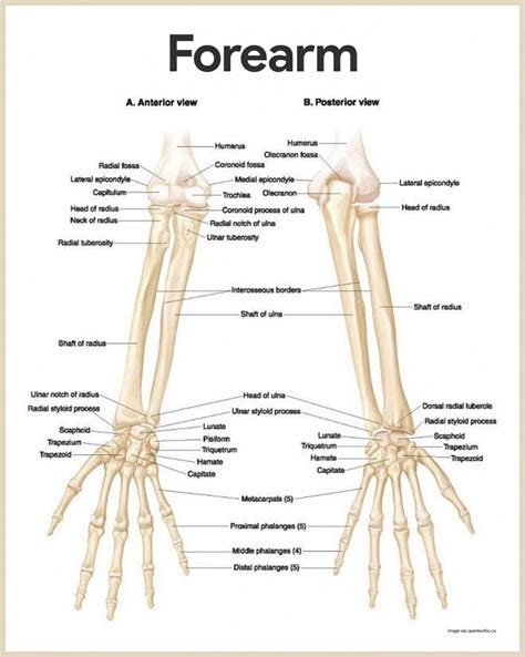 Skeletal System Anatomy And Physiology Skeletal System Anatomy Human