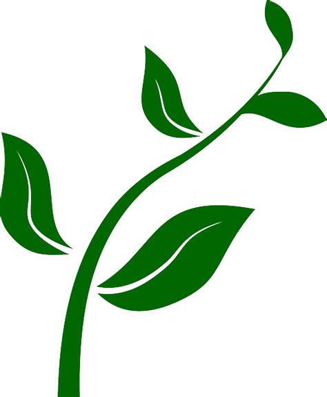 Floral Verde Planta Gráficos Vectoriales Gratis En Pixabay