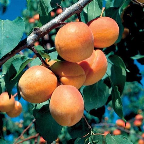 Goldcot Apricot Tree Cold Hardy Apricot 2 Years Old And 3 4 Feet T Online Orchards
