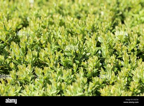 Green Fresh Laurel Bush Leaves Hedge Stock Photo Alamy