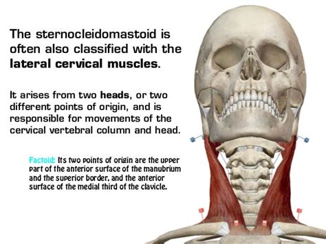 Visible Body Sternocleidomastoid And The Scalene Muscles