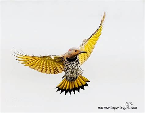 Mauro e bea prod by luca vita video by rkh. Pin by Sue Ashford on Beautiful Birds | Beautiful birds ...