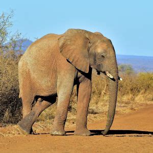 What do african bush elephants eat? African Bush Elephant - Facts, Diet, Habitat & Pictures on ...