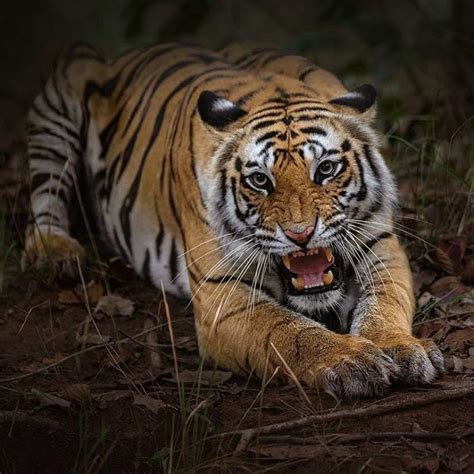 Royal Bengal Tiger Hoe Zien Ze Eruit Wat Eten Ze Unieke Feiten