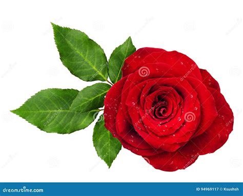 Red Rose Flower Rosette With Leaves Stock Image Image Of Vermilion