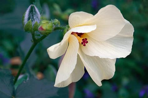 Tea, cooking, coctail garnishes, craft. How to Grow Edible Hibiscus Flowers in Your Garden