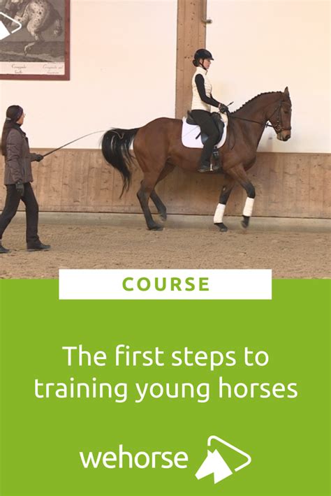 Training a young horse according to the classical dressage principles
