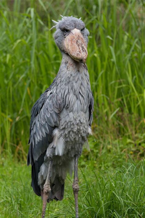 African Shoebill