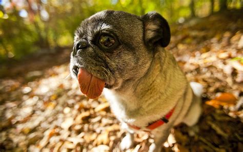 Funny Dog In 2560x1600 Resolution Hd Desktop Wallpapers Cute Pugs Funny Animal Pictures