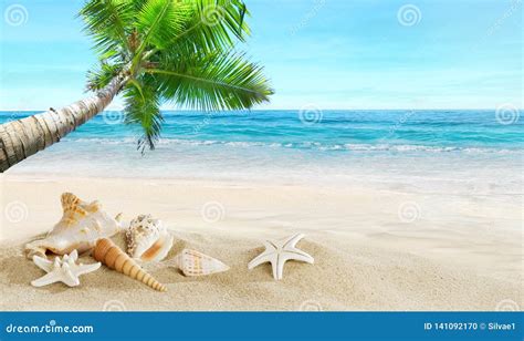 Shells On The Beach Tropical Sea Coconut Palm Stock Photo Image Of