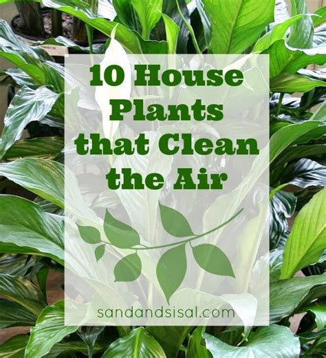 10 Houseplants That Clean The Air Do It Yourself Ideas And Projects